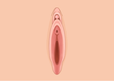 이상적인 소음순